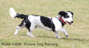 Photo credit: In Line Dog Training