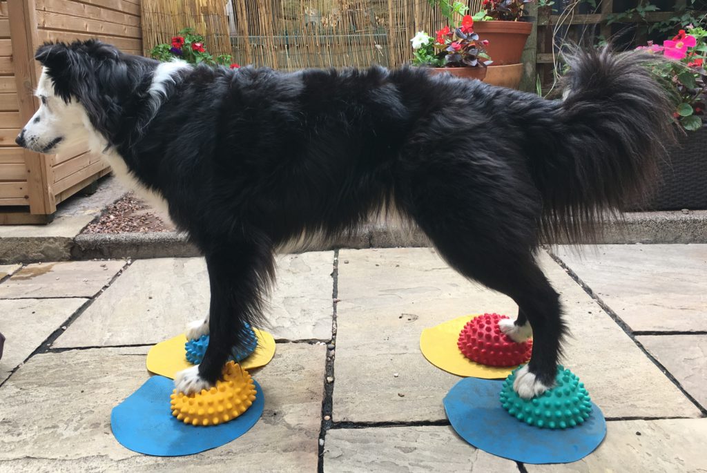 Canine Conditioning Treating your dog as I would my own